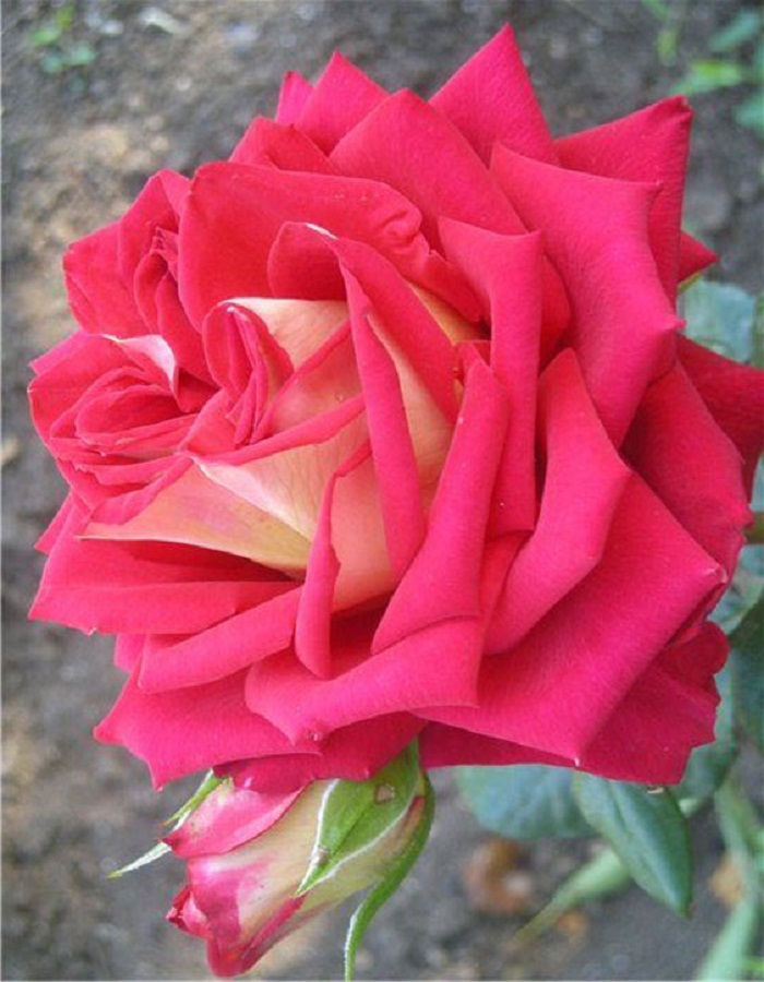 

Роза чайно-гибридная Френдшип