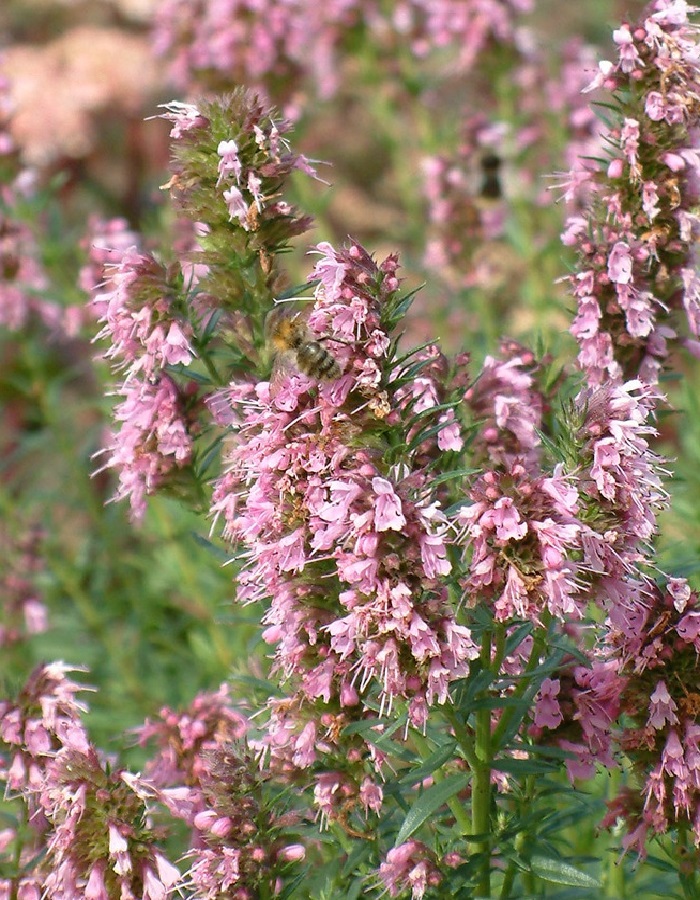 

Иссоп лекарственный Розовый ASF 1 шт р9