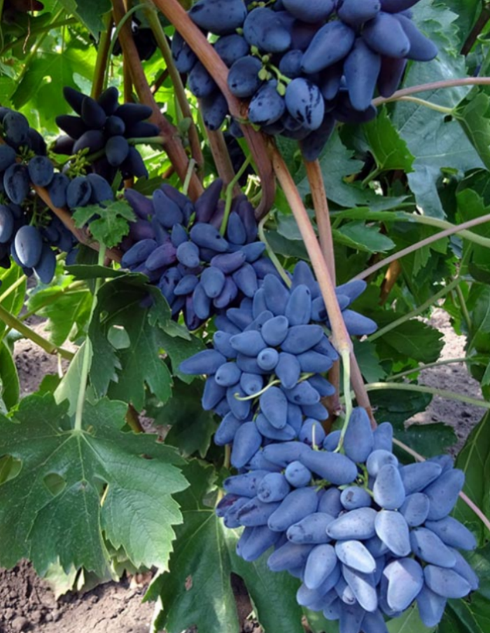 Виноград плодовый Викинг 1 шт виноград плодовый муромец