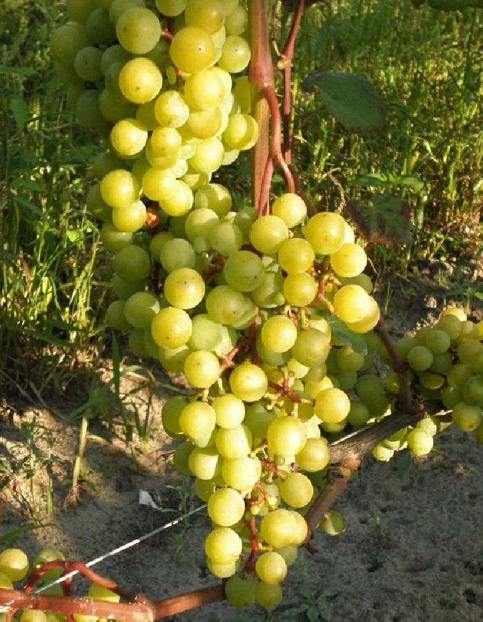 Виноград плодовый Супага 1 шт