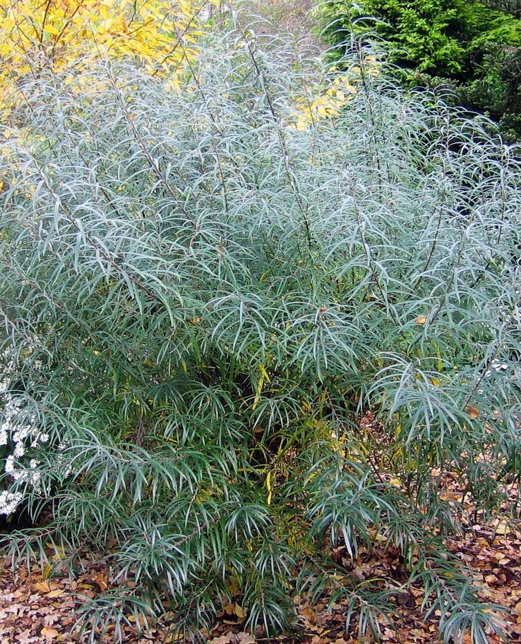 

Ива Лохолистная ASF 1 шт Р9