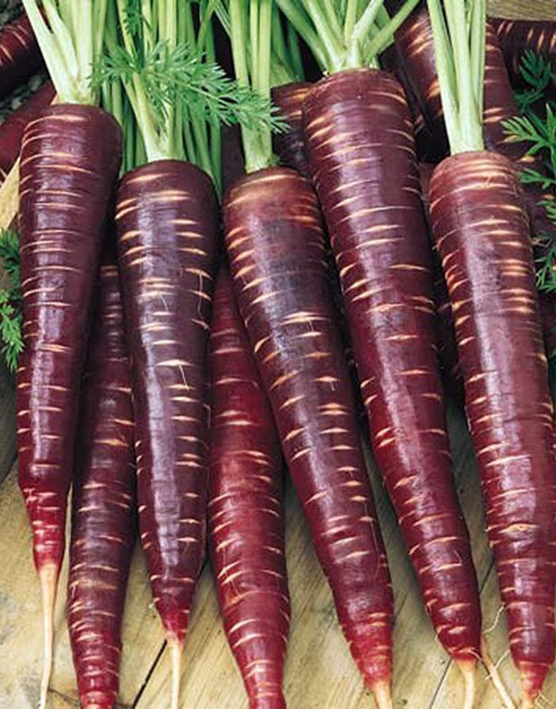 Морковь Шоколадный заяц F1 0,1 гр цв.п