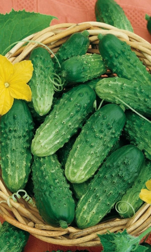 Огурец под Водочку - корнишон F1 (УД) 10 шт