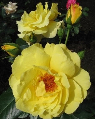 Роза плетистая Лихткенигин Лючия