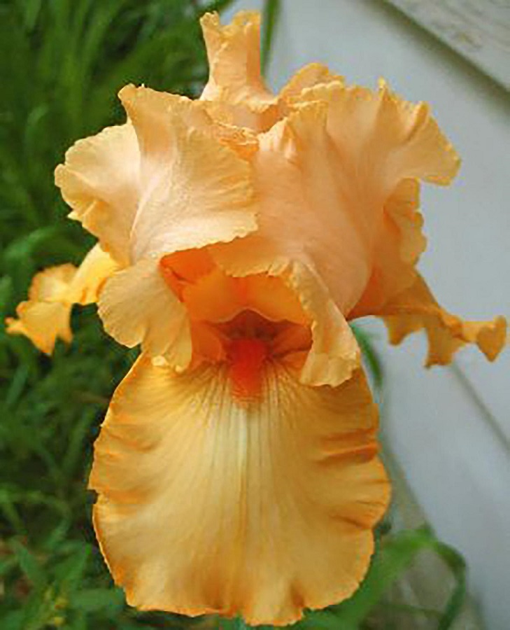 

Ирис Априкот Силк