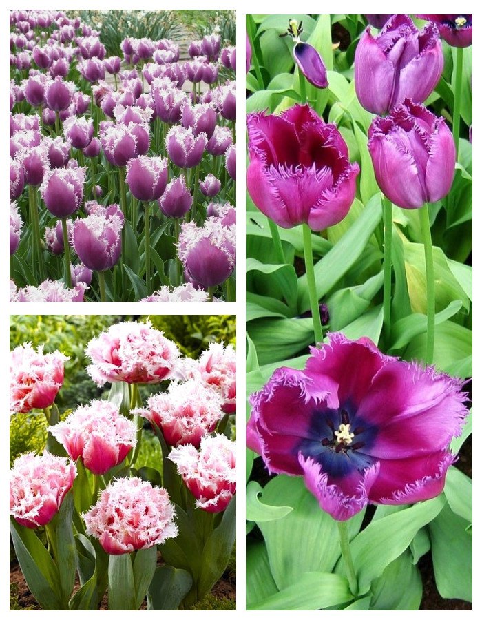 Набор Тюльпанов  Цветочная вечеринка  9 шт. цена и фото