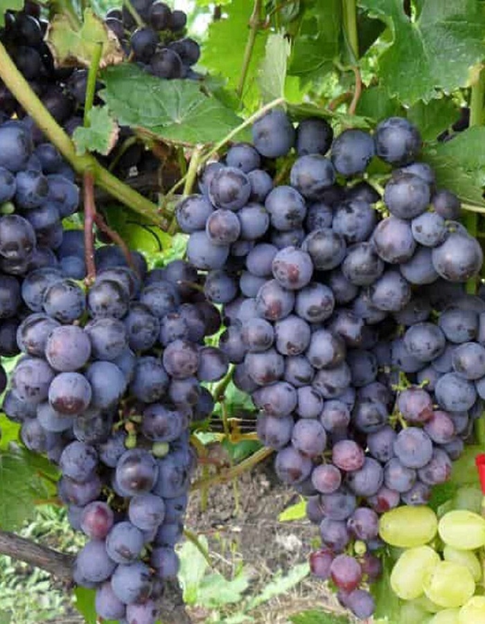 

Виноград плодовый Муромец 1 шт