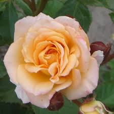 Роза спрей Макарена