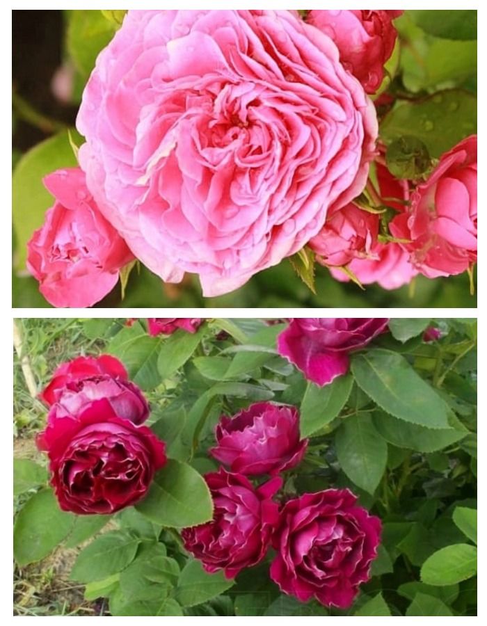 Набор роз Поющие в терновнике 2 саженца набор роз робкий поцелуй 2 саженца
