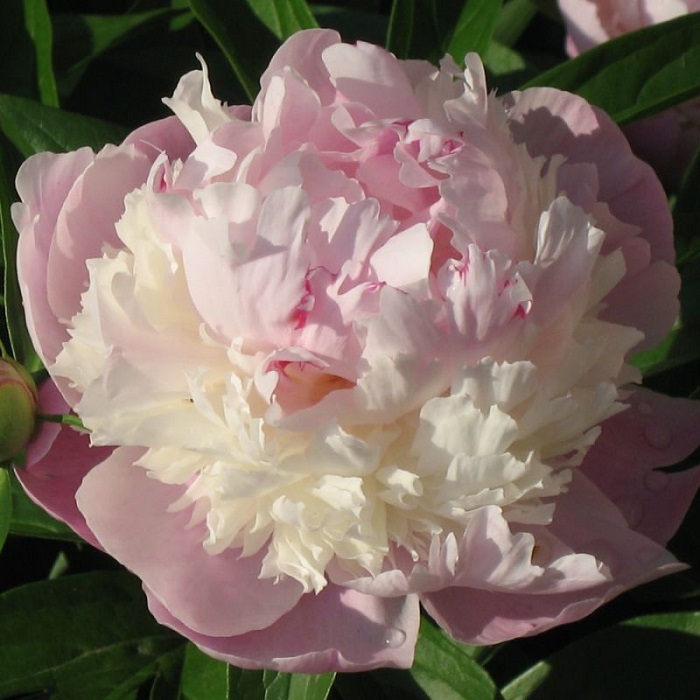 Пион травянистый Сорбет