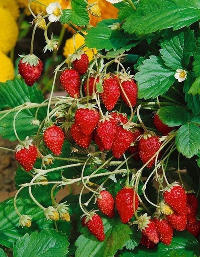 

Земляника альпийская ремонтантная Барон Солемахер ASF 1 шт р9