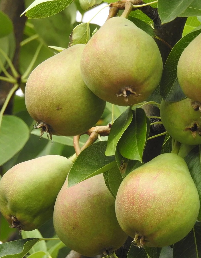 

Груша Русская Красавица