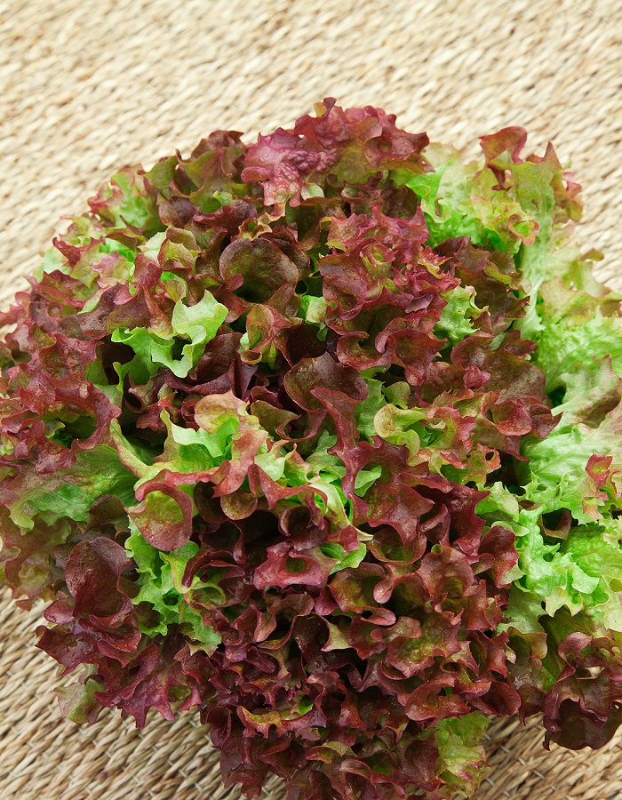 Салат Лолло-Росса 0,5 гр цв.п семена салат лолло росса лист 0 5 гр урожай удачи