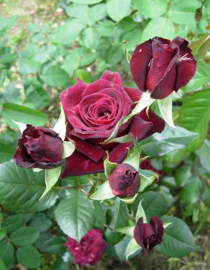 Роза плетистая Черная королева 1 шт, Розы, Плетистые
