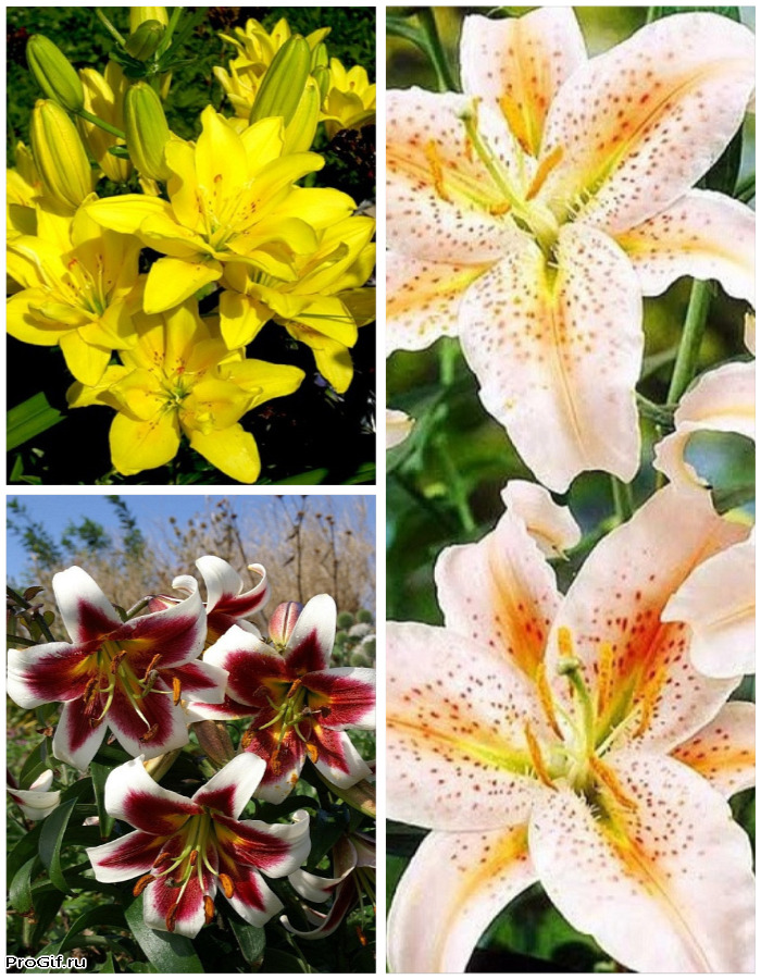 

Микс лилий Теплый привет 3 шт.