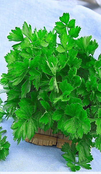 Сельдерей листовой Бодрость 0,5 гр цв.п