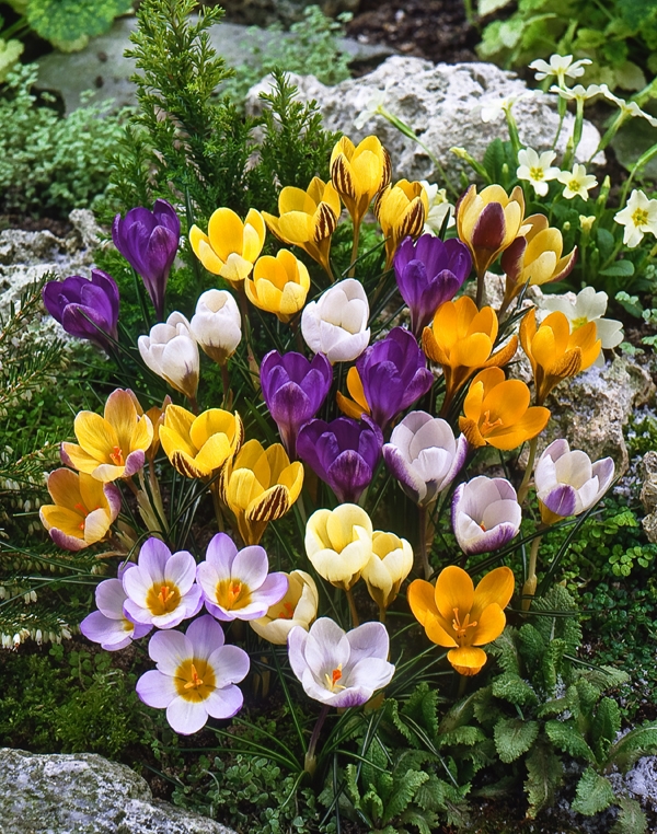 Набор Крокусы крупноцветковые 12 шт набор крокусы ботанические 12 шт