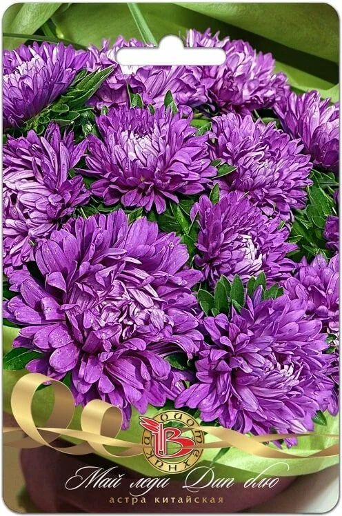 Астра Май леди Дип Блю 30 шт