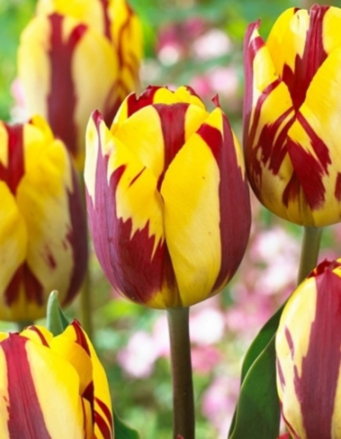 Тюльпан Хелмар 1 уп. (3шт.) 