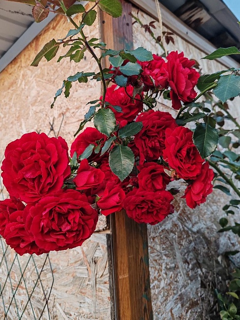 Роза плетистая Симпатия