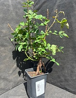 Роза английская Уильям Шекспир 