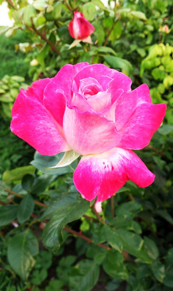 Роза чайно-гибридная Роз Гожар 1 шт роза чайно гибридная гожар 12x40 см