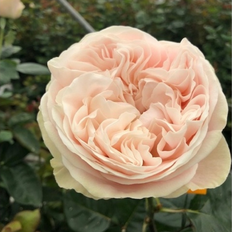 Роза чайно-гибридная Шифон 