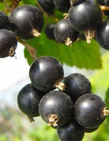 Смородина черная Дар Смольяниновой