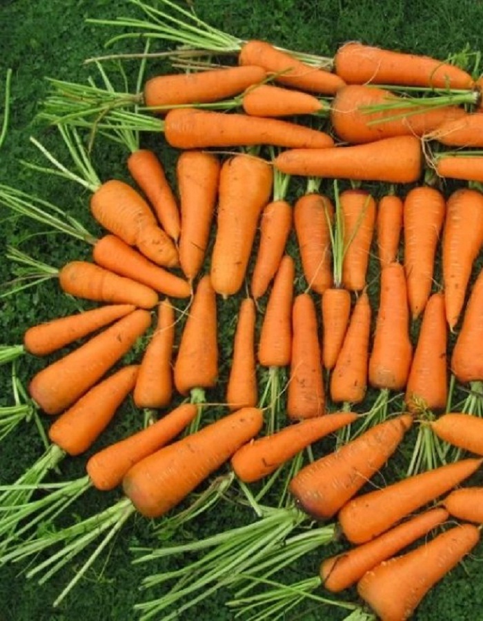 Морковь Каскад F1 (Bejo Zaden) 0,5 г цв.п. цена и фото