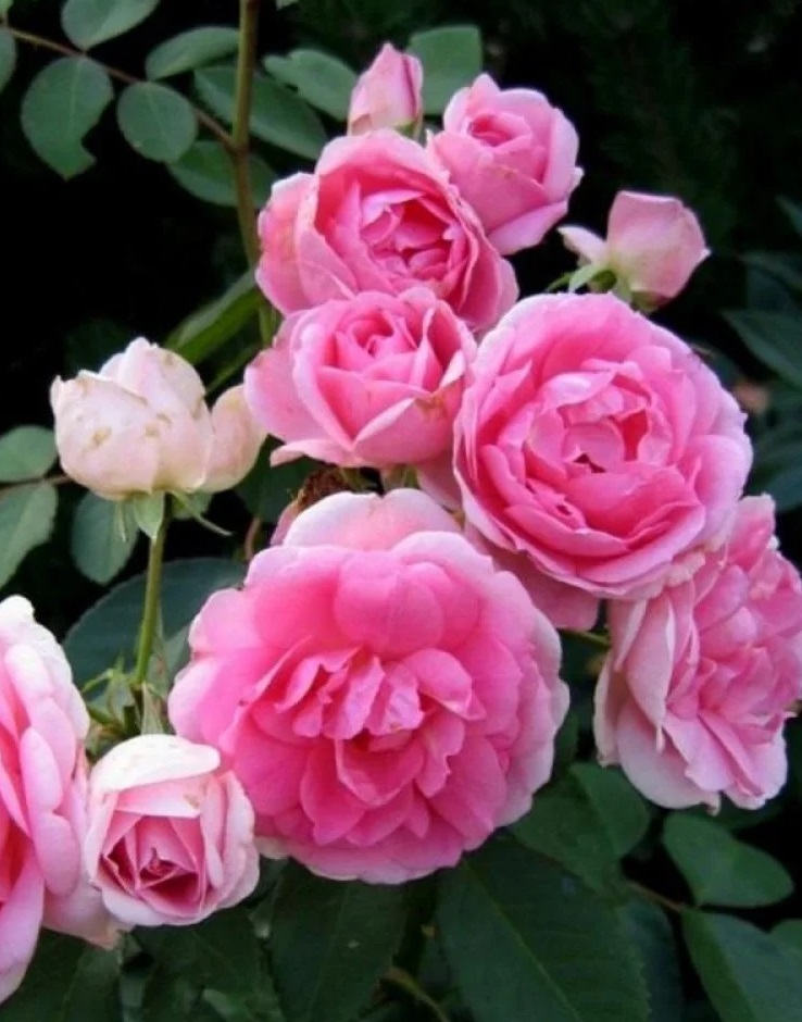 Роза кустовая Прайри Джой 1 шт цена и фото