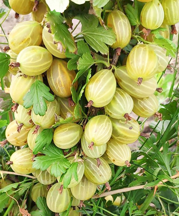 

Крыжовник Куршу Дзинтарс