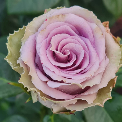 Роза чайно-гибридная Византия 