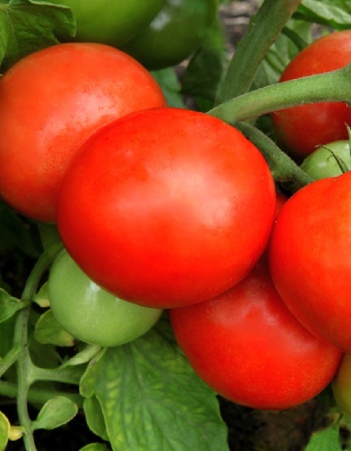 Томат Ксения F1 (УД) 12 шт. цв.п. семена томат бабушкин подарок f1 12 шт