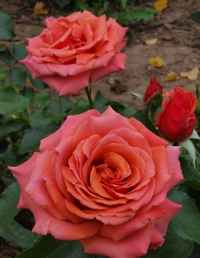 

Роза английская Маргарет Уильямс