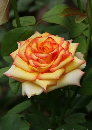 Роза миниатюрные Амбианс 1 шт