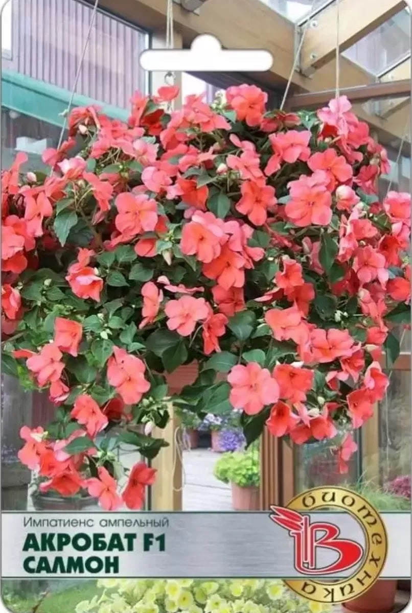 Бальзамин импатиенс ампельный Акробат F1 Салмон 8 шт 229₽