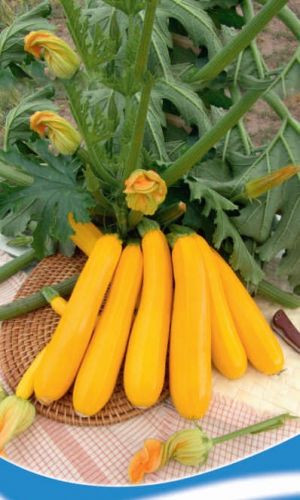 Кабачок Спелое солнце (УД) 10 шт. цв.п. 