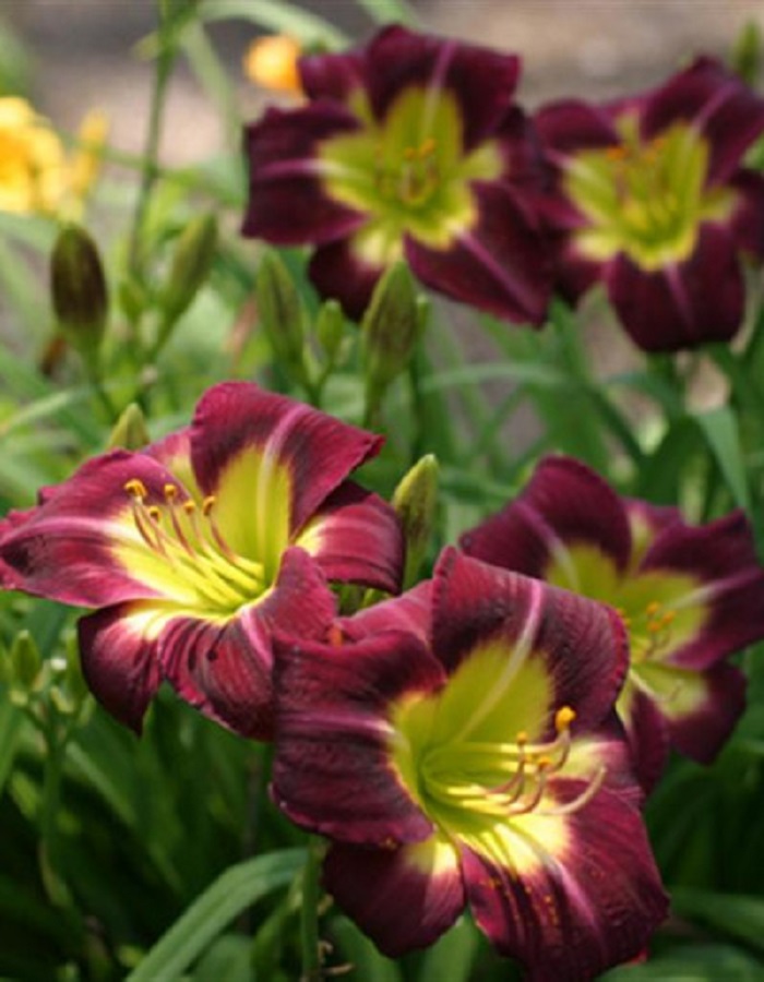 

Лилейник Найт Бекон