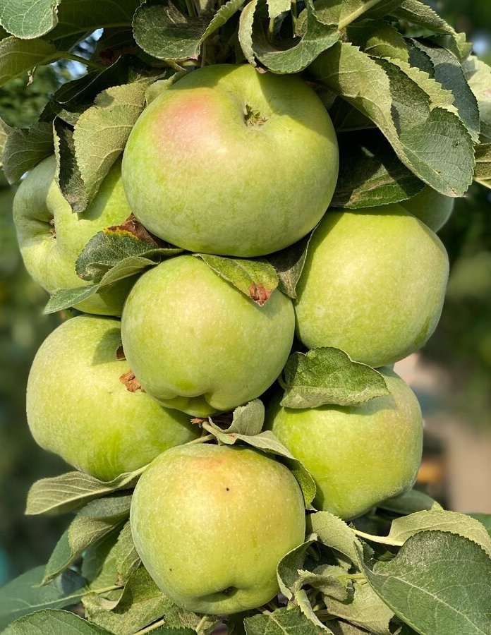Яблоня Каскад 1 шт яблоня болотовское опылитель
