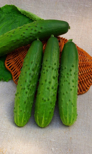 Огурец Аскер F1 (УД) 8 шт цв.п