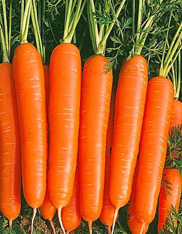 Морковь Нантская Улучшенная (УД) 1,5 гр цв.п. морковь нантская 4 2 гр б п