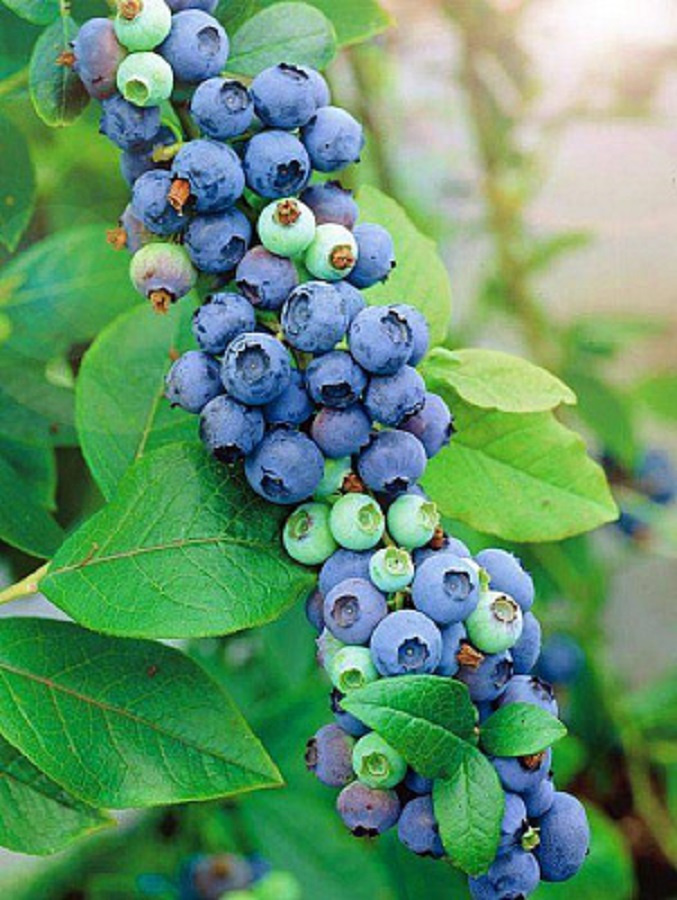 Голубика высокорослая Мидер 599₽