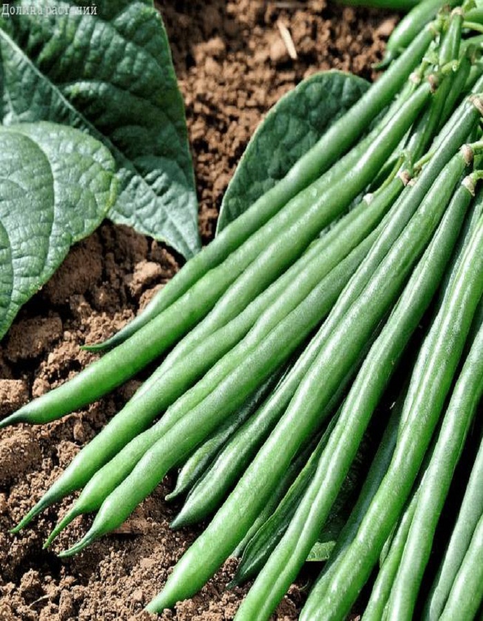 

Фасоль овощная Московская белая зеленостручная 556 (УД) 10 шт цв.п