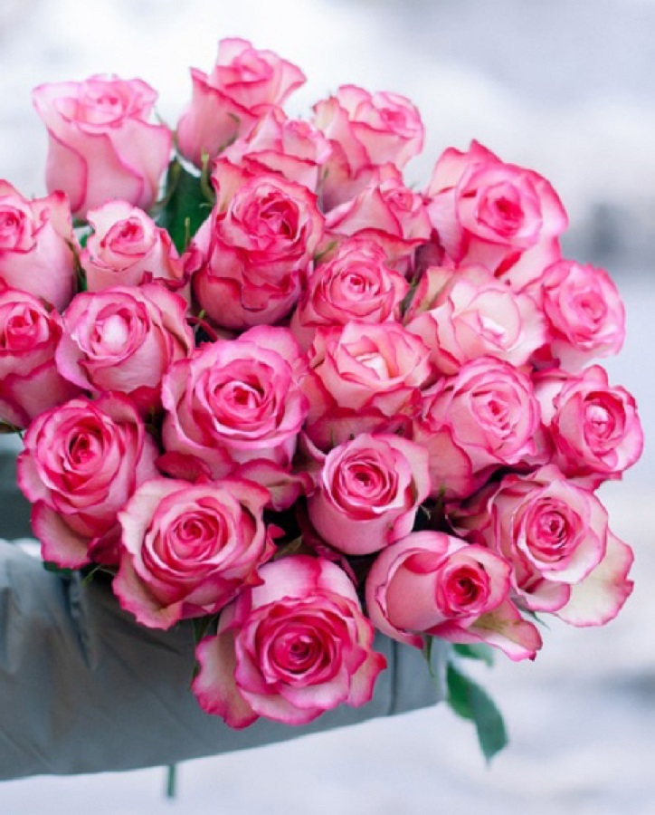 

Роза чайно-гибридная Карусель