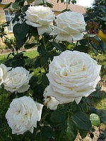 Роза чайно-гибридная Ломоносов 