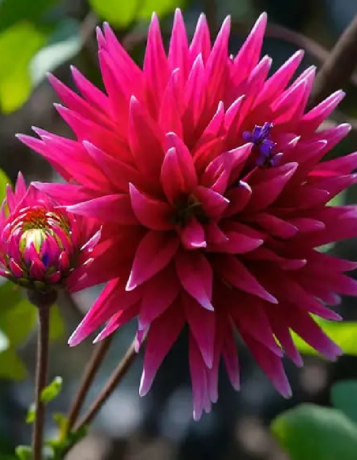 

Георгина Карма Перпл Корона 1шт