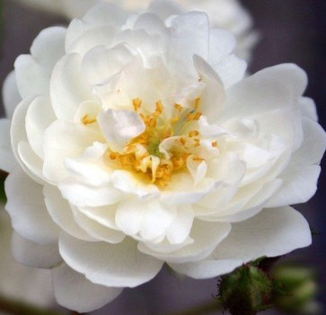 Роза плетистая Гирлянд де Амур