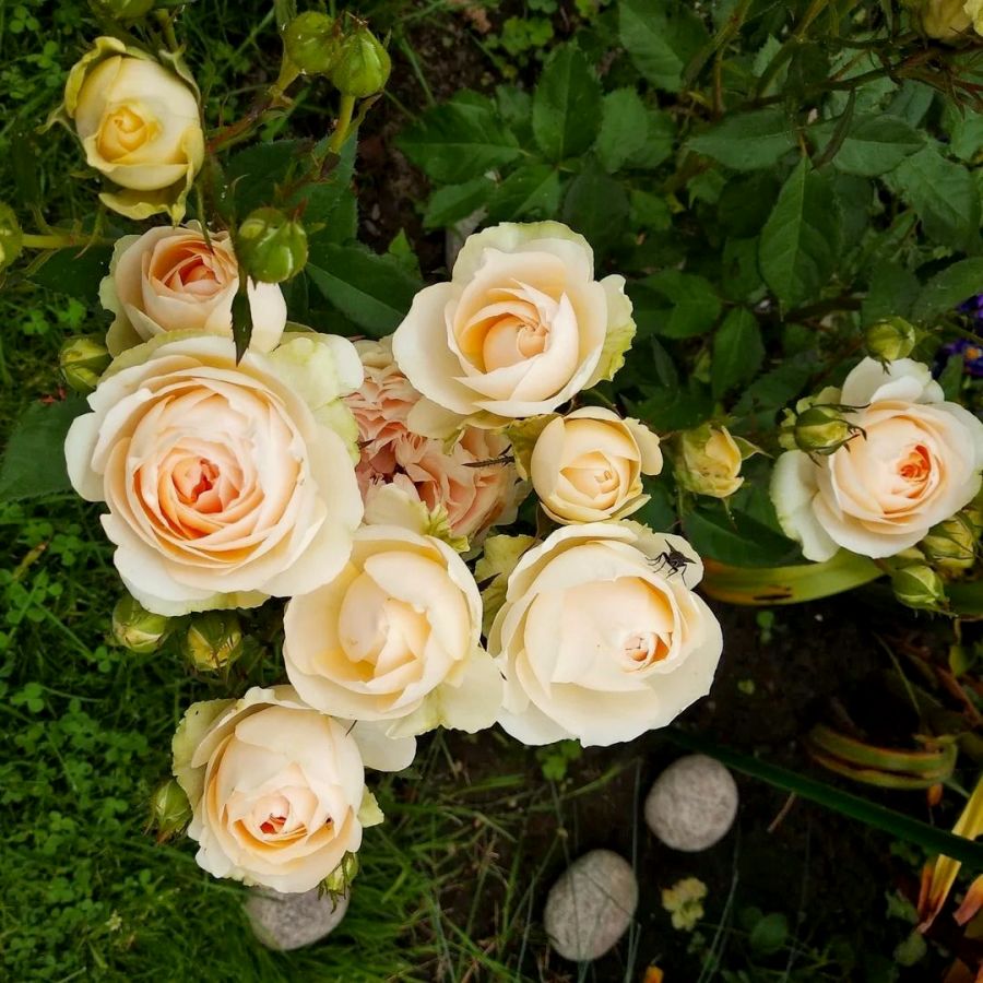 Роза jana фото и описание