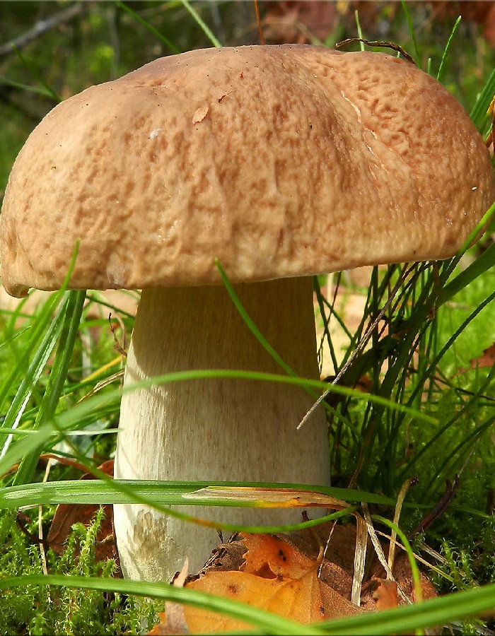Грибы Белый гриб Классический (УД) 15 гр цв.п 
