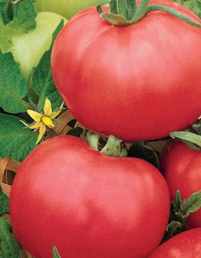 Томат Титан Розовый (УД) 20 шт цв.п семена томат суперперец 20шт